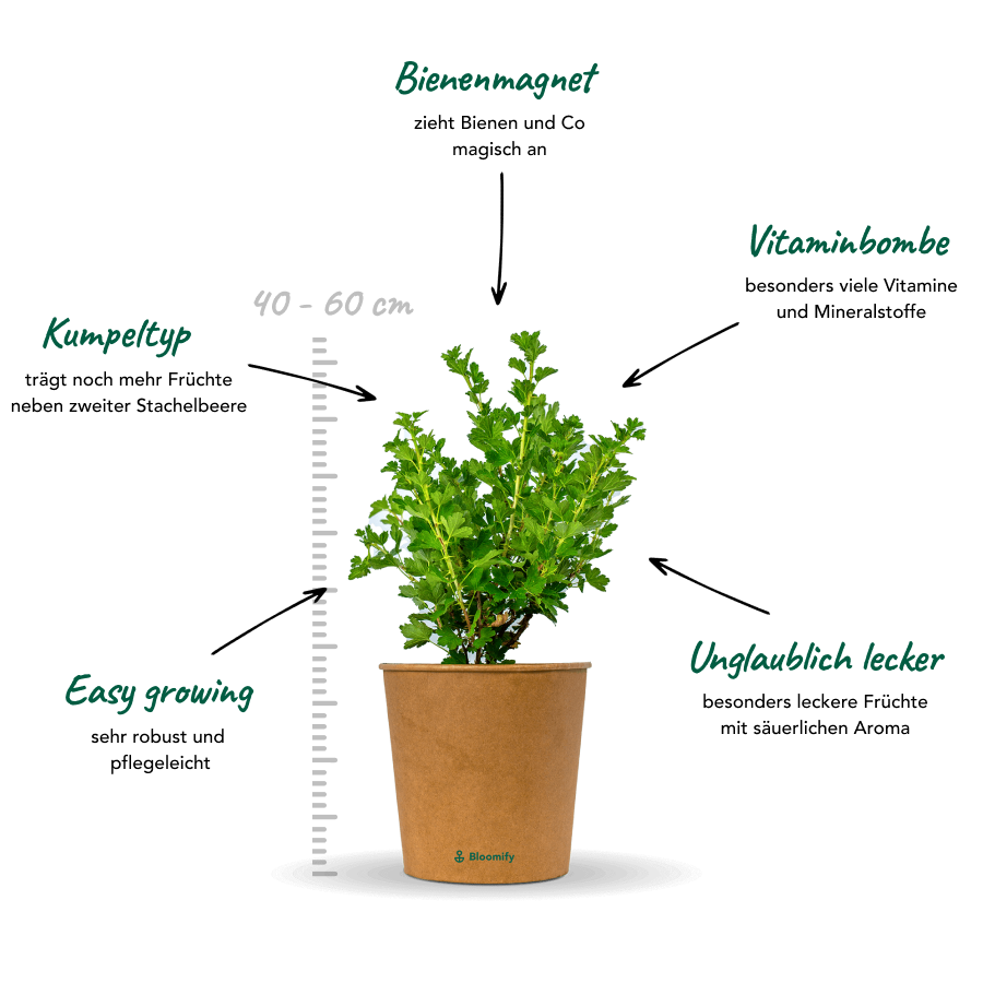 Stachelbeere grün "Stanislav" (Bio)