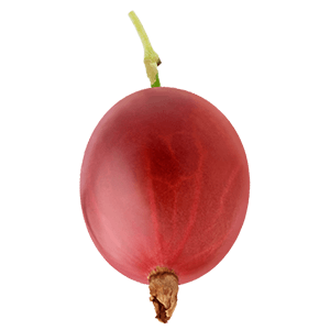 Stachelbeere rot "Stella" (Bio)