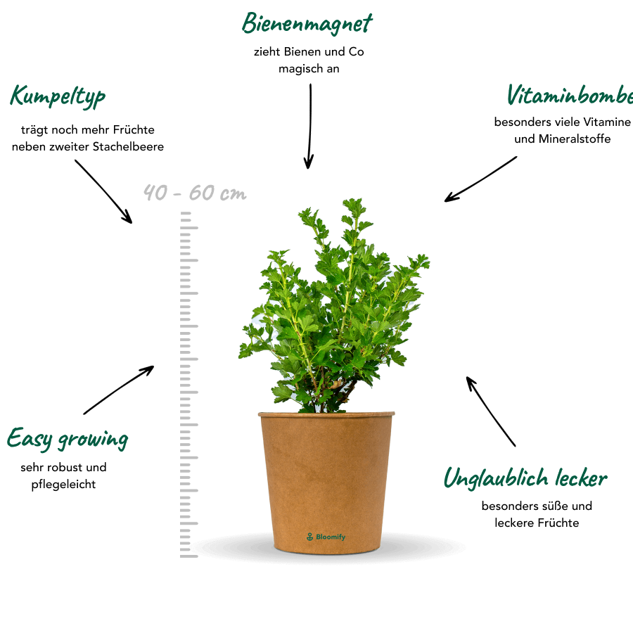 Stachelbeere rot "Stella" (Bio)