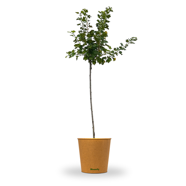 Stachelbeere Stamm grün "Stevie" (Bio)