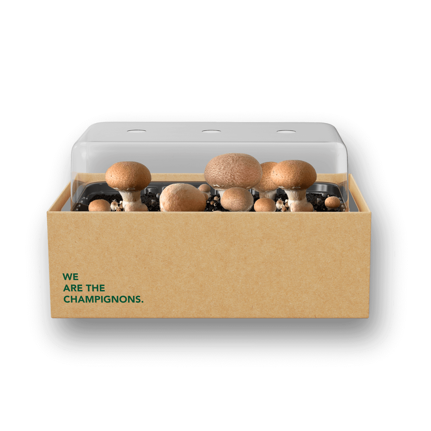 Pilzzuchtset "Steinchampignons"