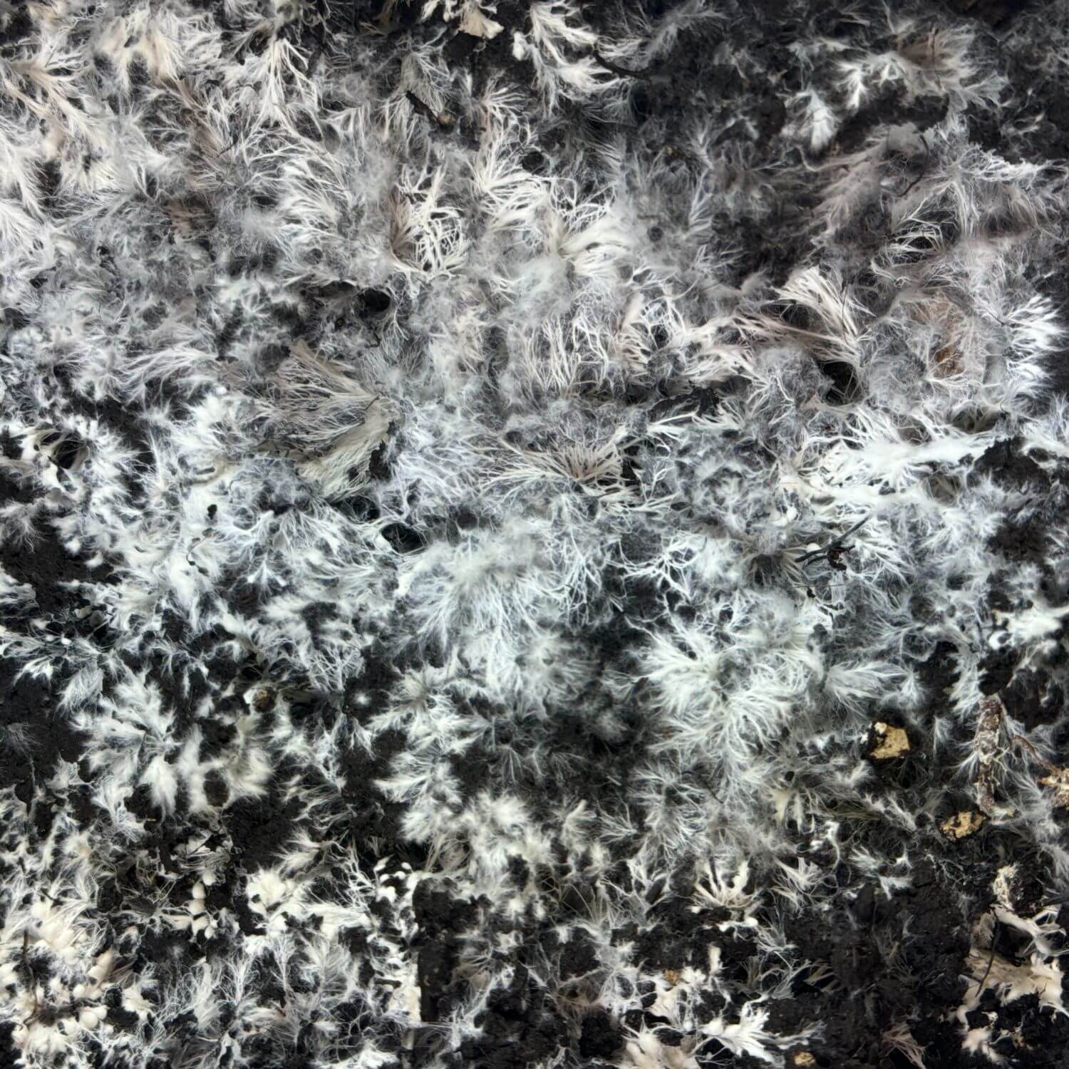 Pilzzuchtset "Steinchampignons"