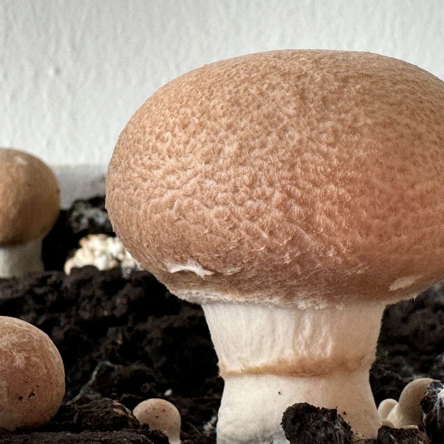 Pilzzuchtset "Steinchampignons"