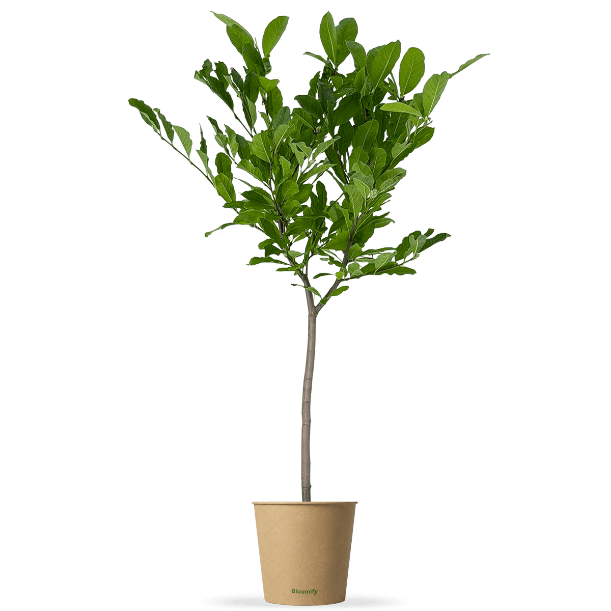 Sternmagnolie "Steffi"