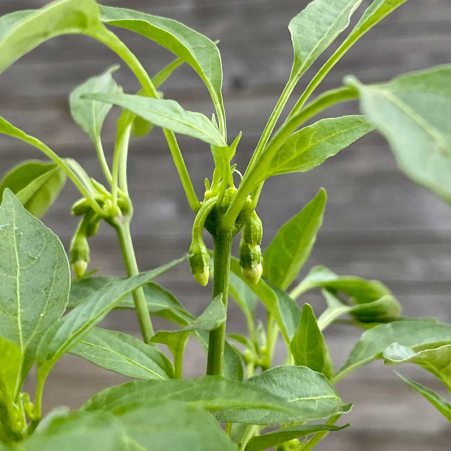Thai Chili "Thorsten"