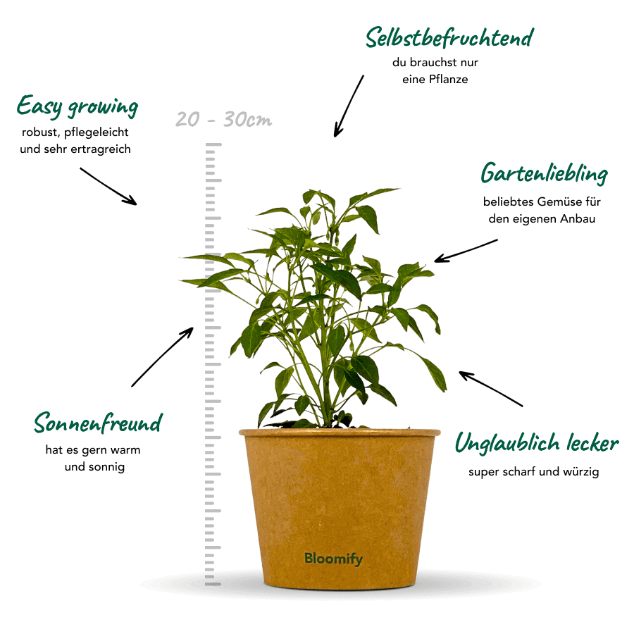 Thai Chili "Thorsten"