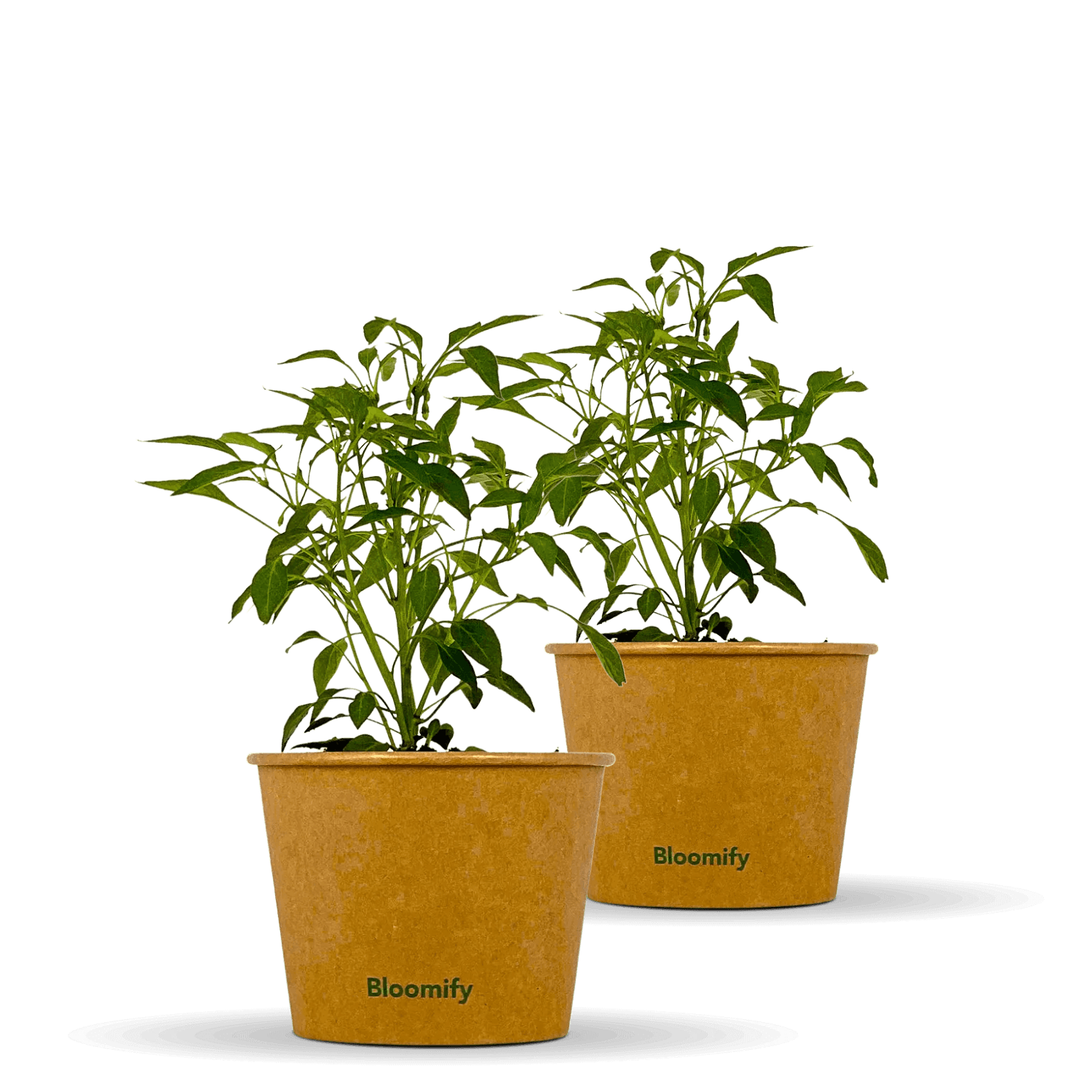 2 x Chili "Charles"