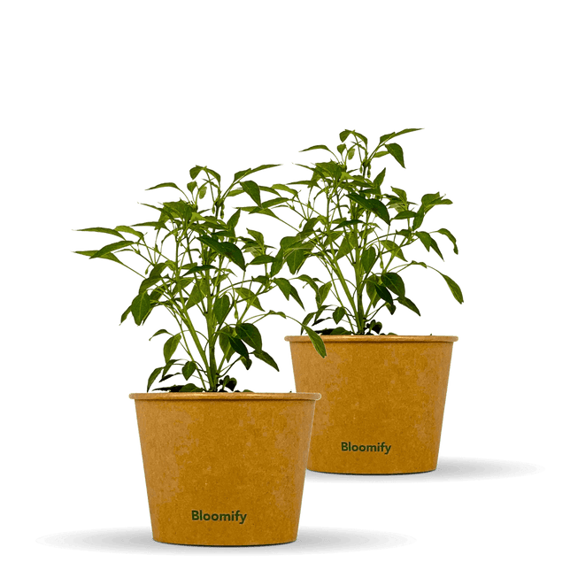 2 x Chili "Charles"