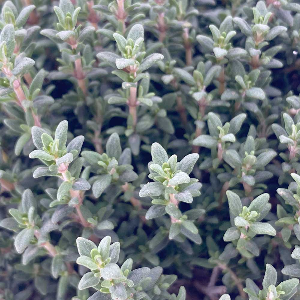 Thymian "Thierry"