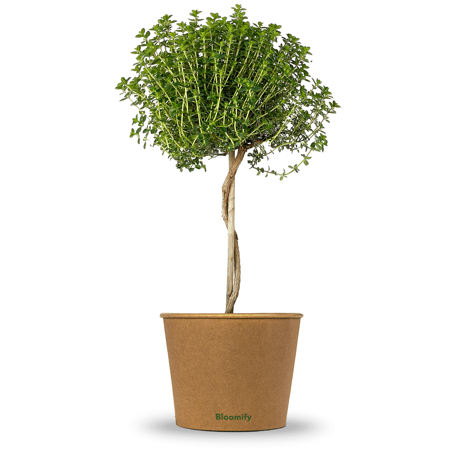 Thymian Stämmchen "Theodor"