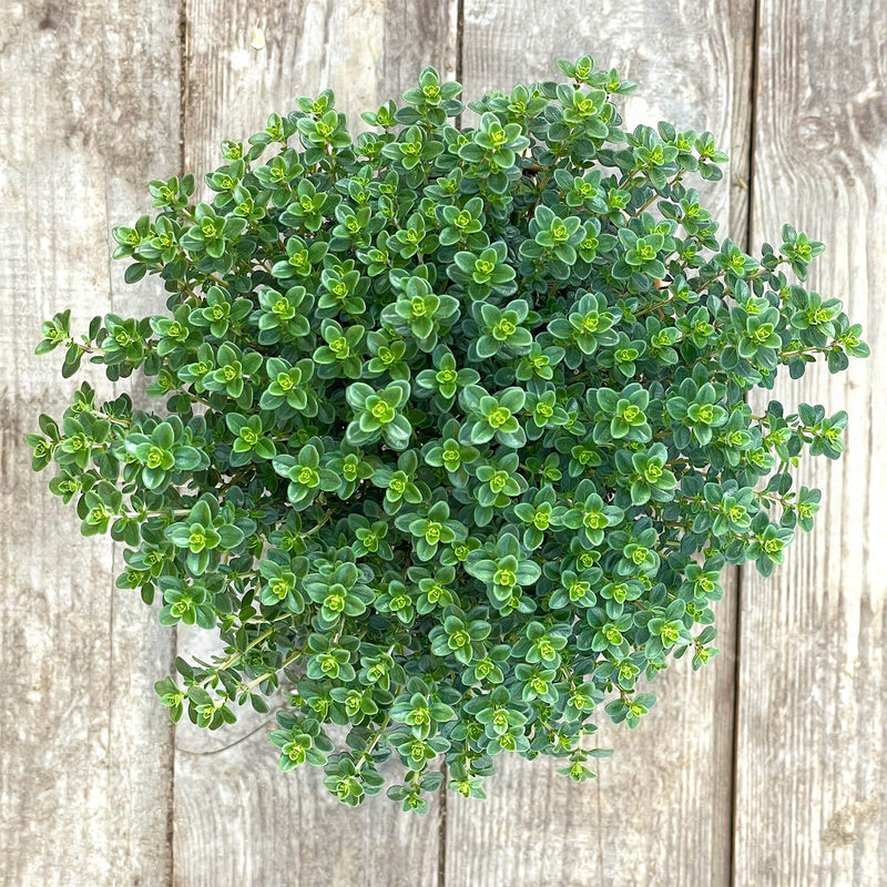 Thymian Stämmchen "Theodor"