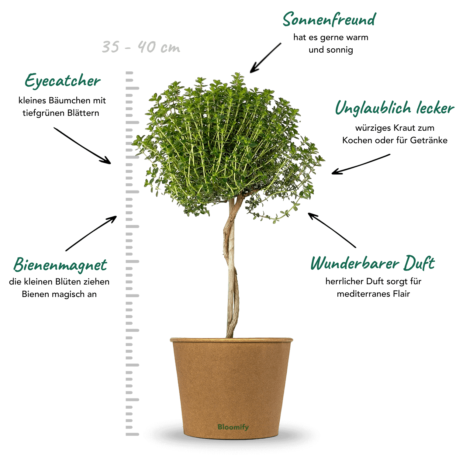 Thymian Stämmchen "Theodor"