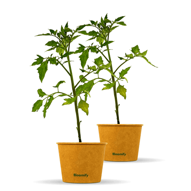 2 x Tomate "Thomas"