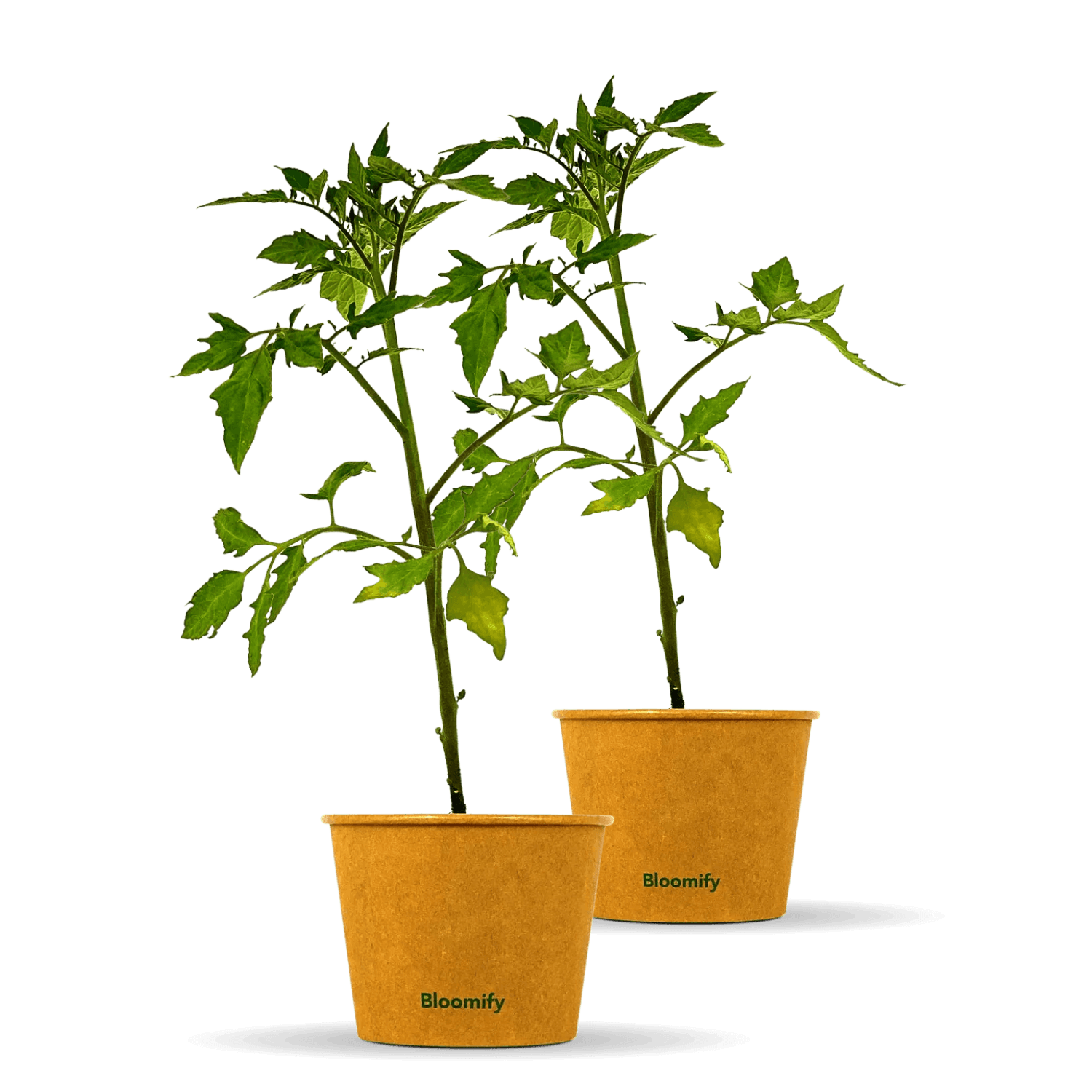Tomate „Thomas“ – Tomatenpflanze in Gärtnerqualität kaufen