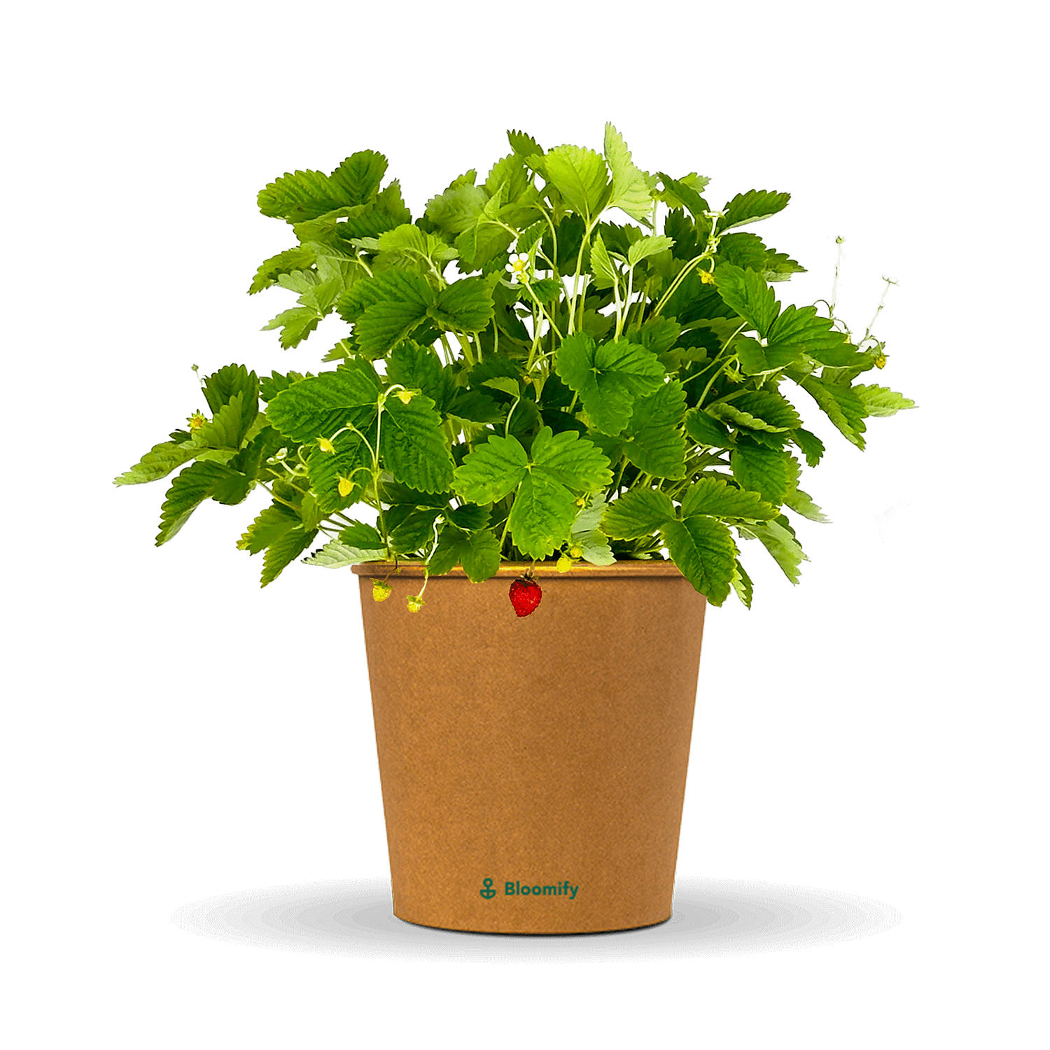 Walderdbeere "Waldemar"