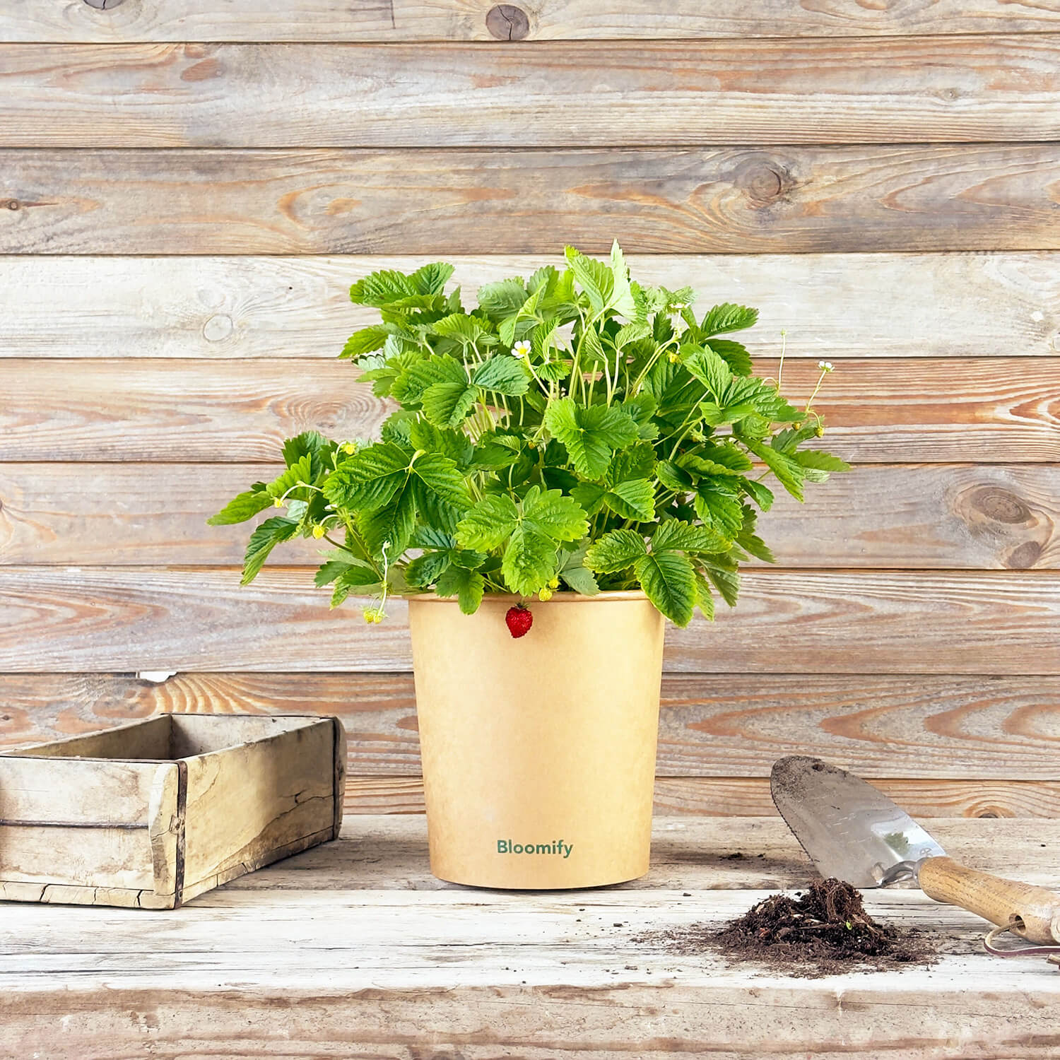 Walderdbeere "Waldemar"