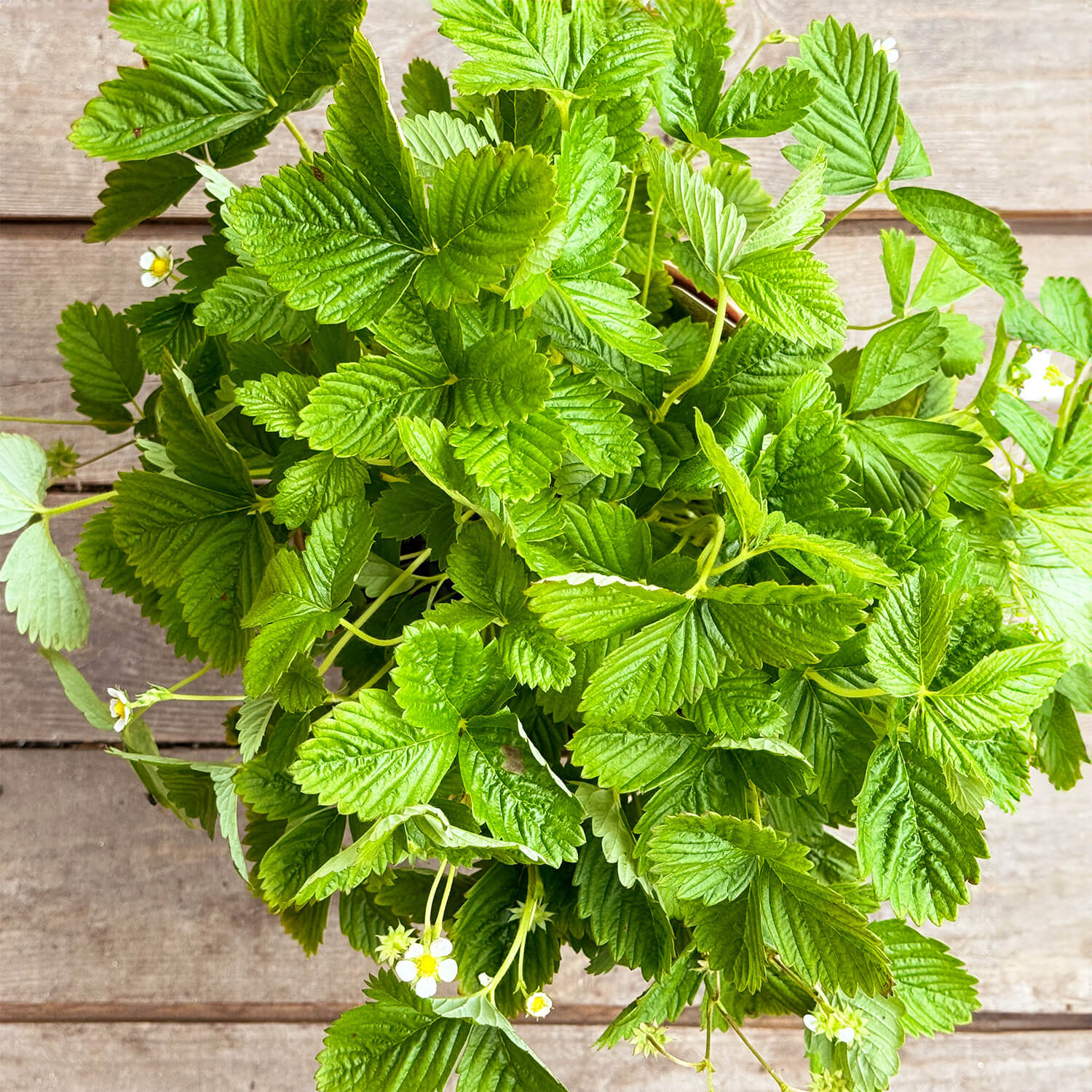 Walderdbeere "Waldemar"