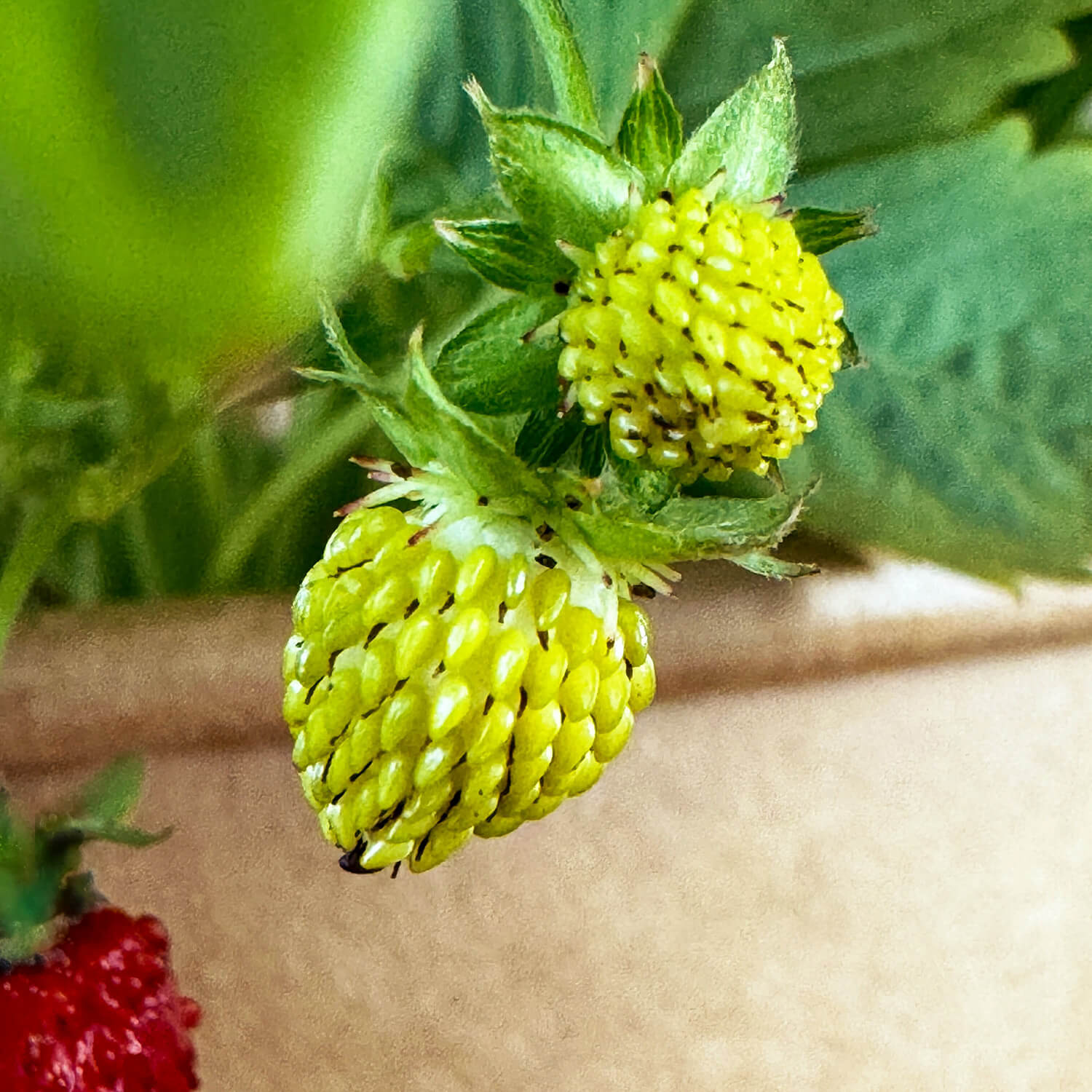 Walderdbeere "Waldemar"