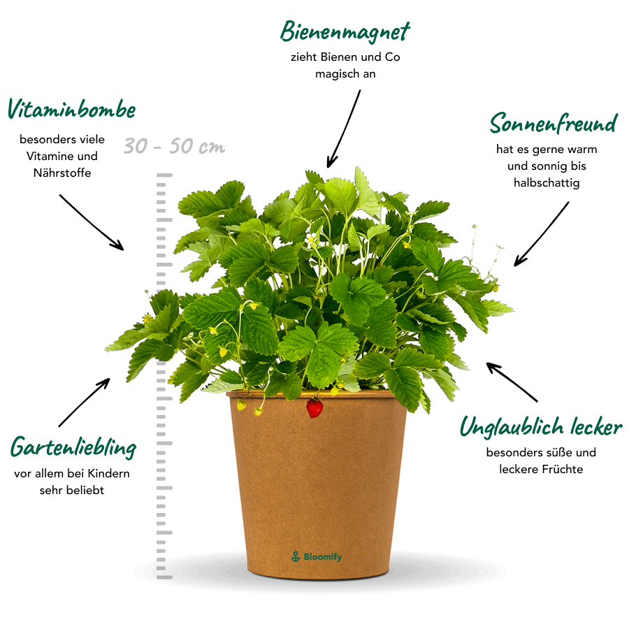 Walderdbeere "Waldemar"