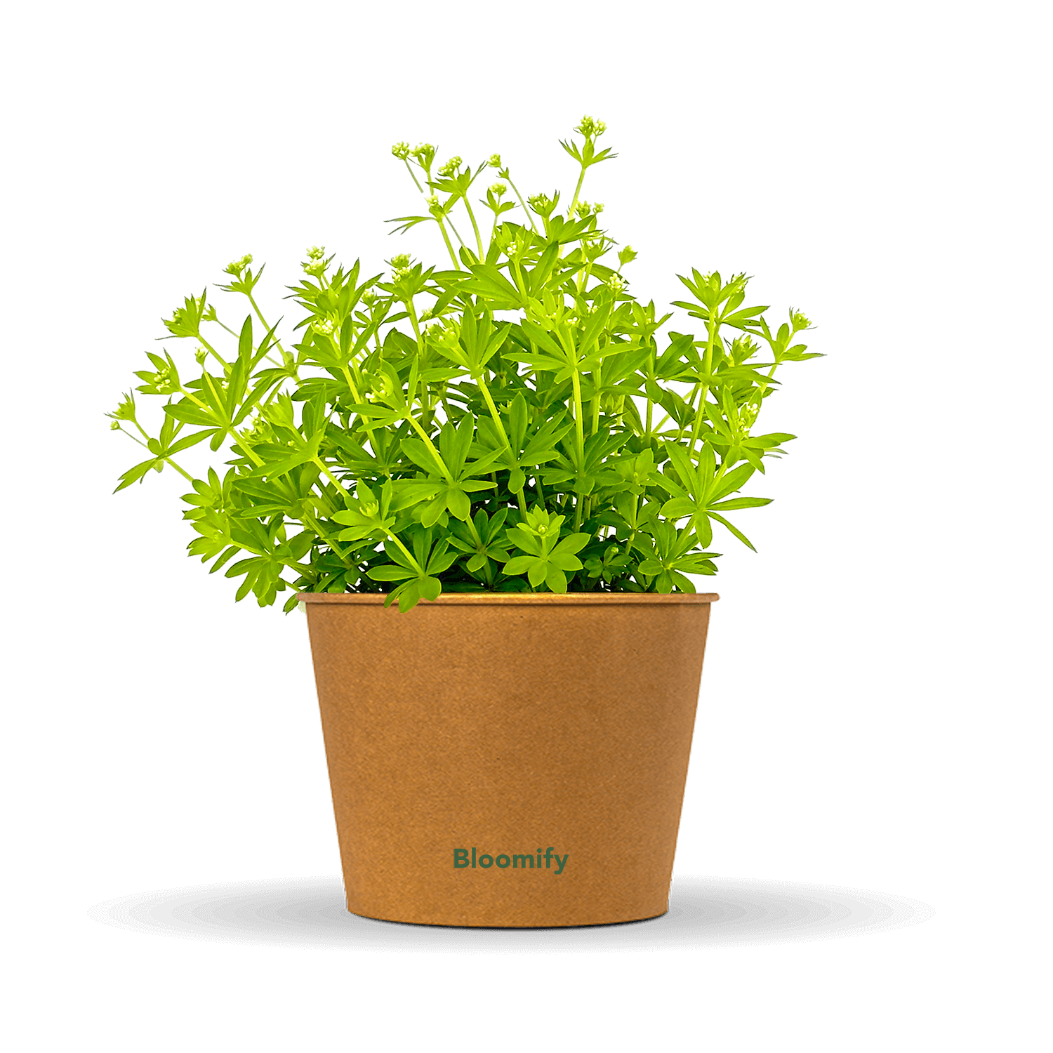 Waldmeister 