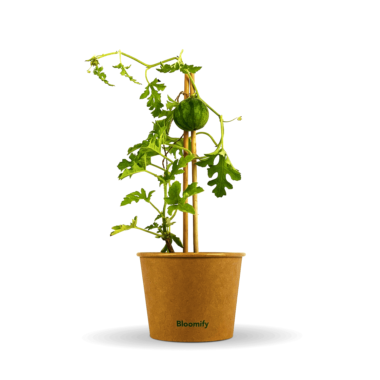 Mini Wassermelone "Werner"