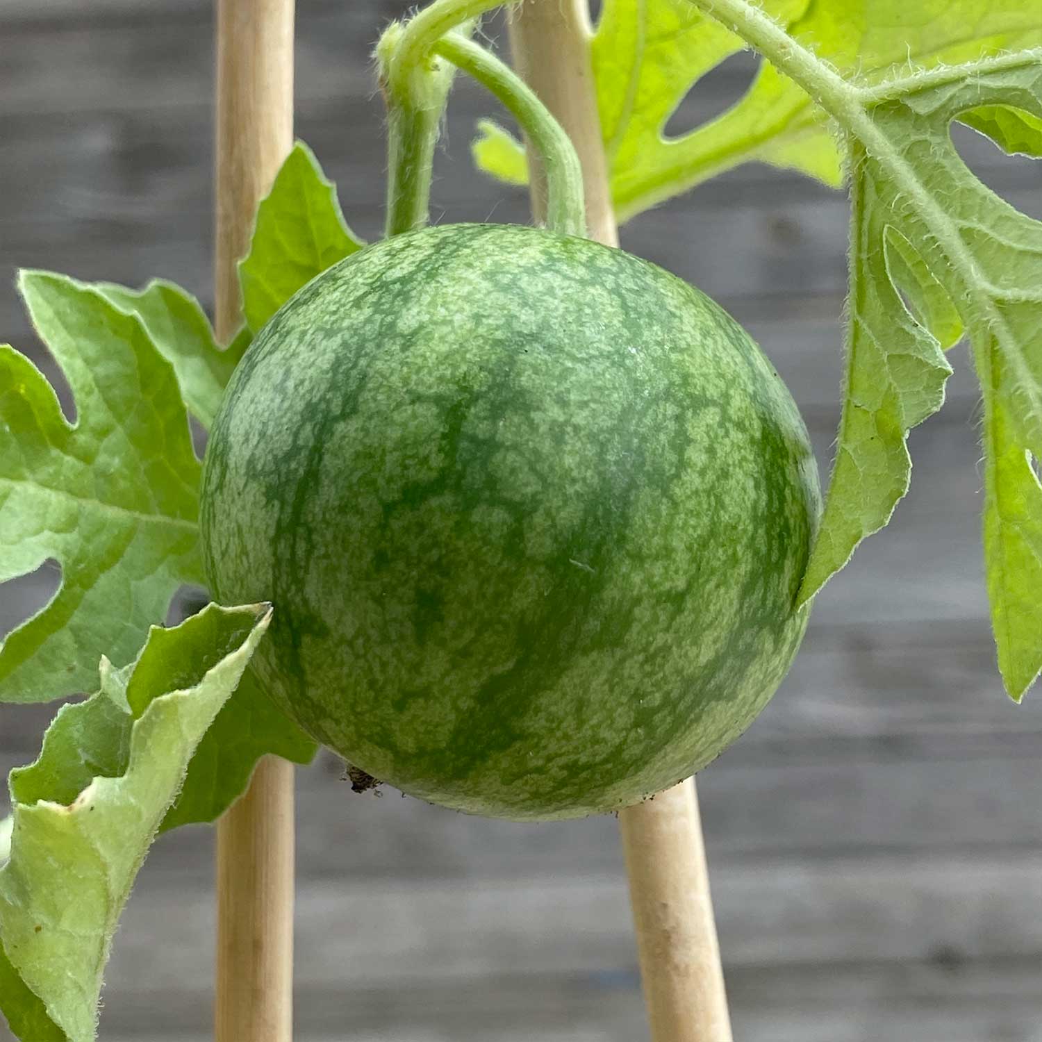 Mini Wassermelone "Werner"