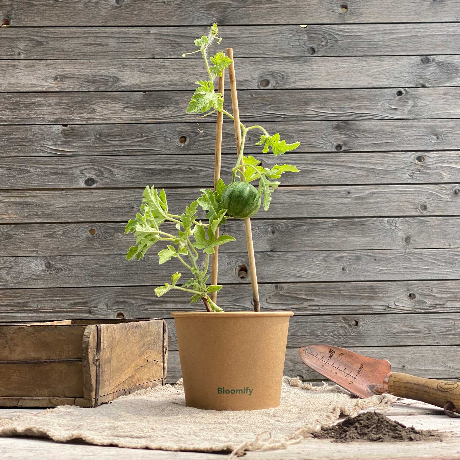 Mini Wassermelone "Werner"