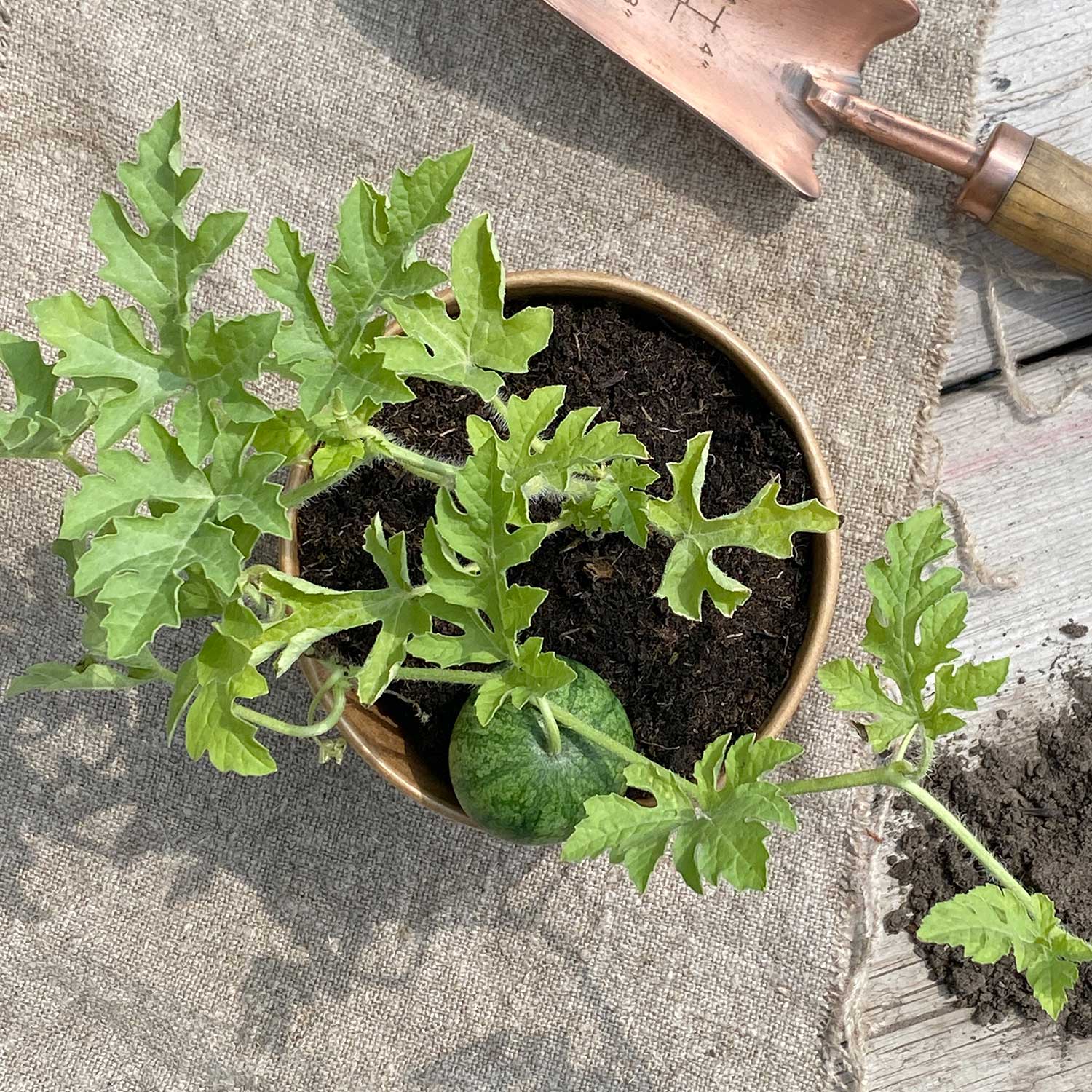 Mini Wassermelone "Werner"