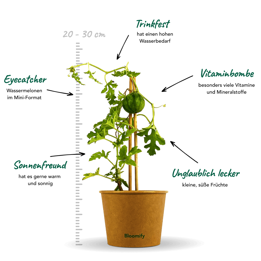 Mini Wassermelone "Werner"