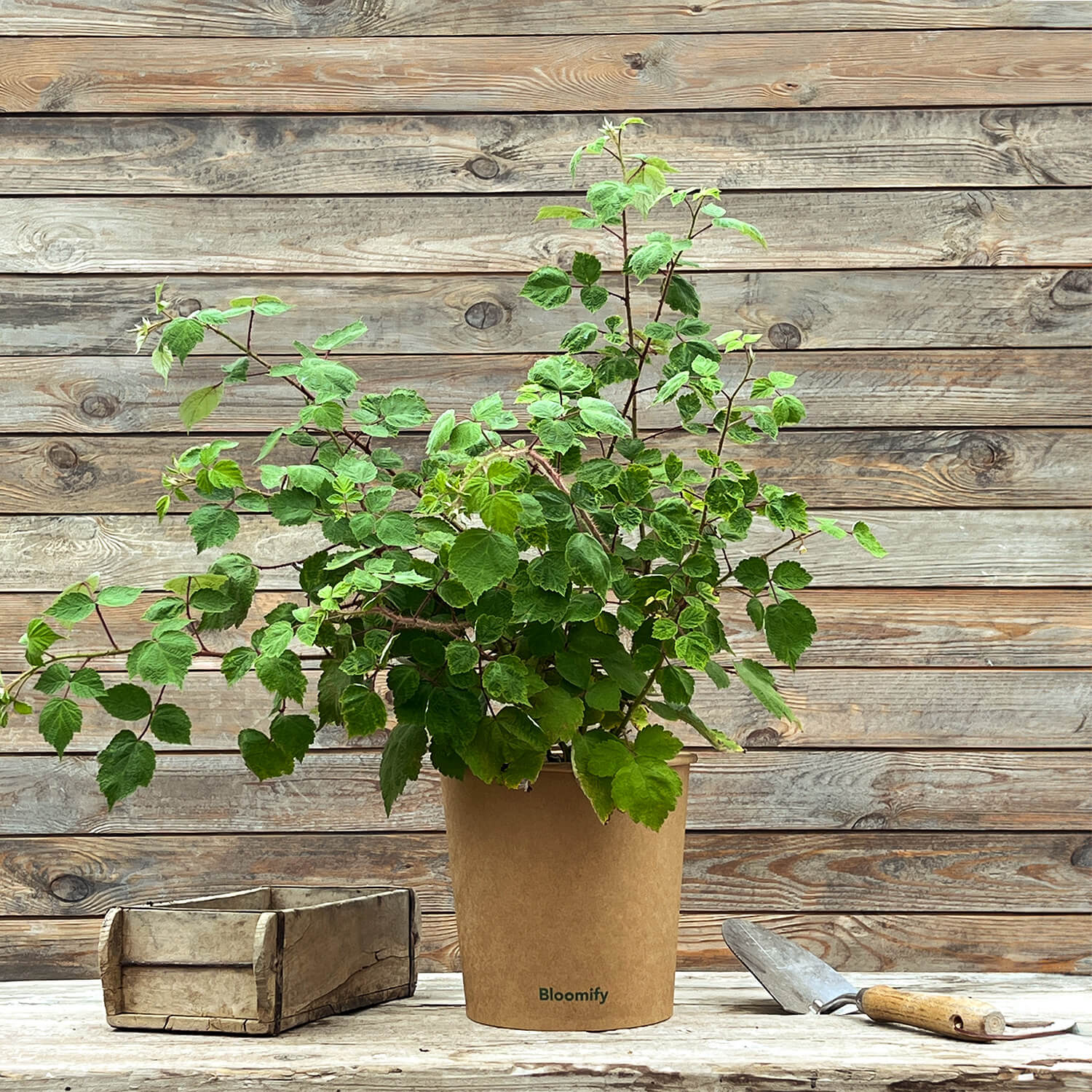 Weinbeere "Wanja" (Bio)