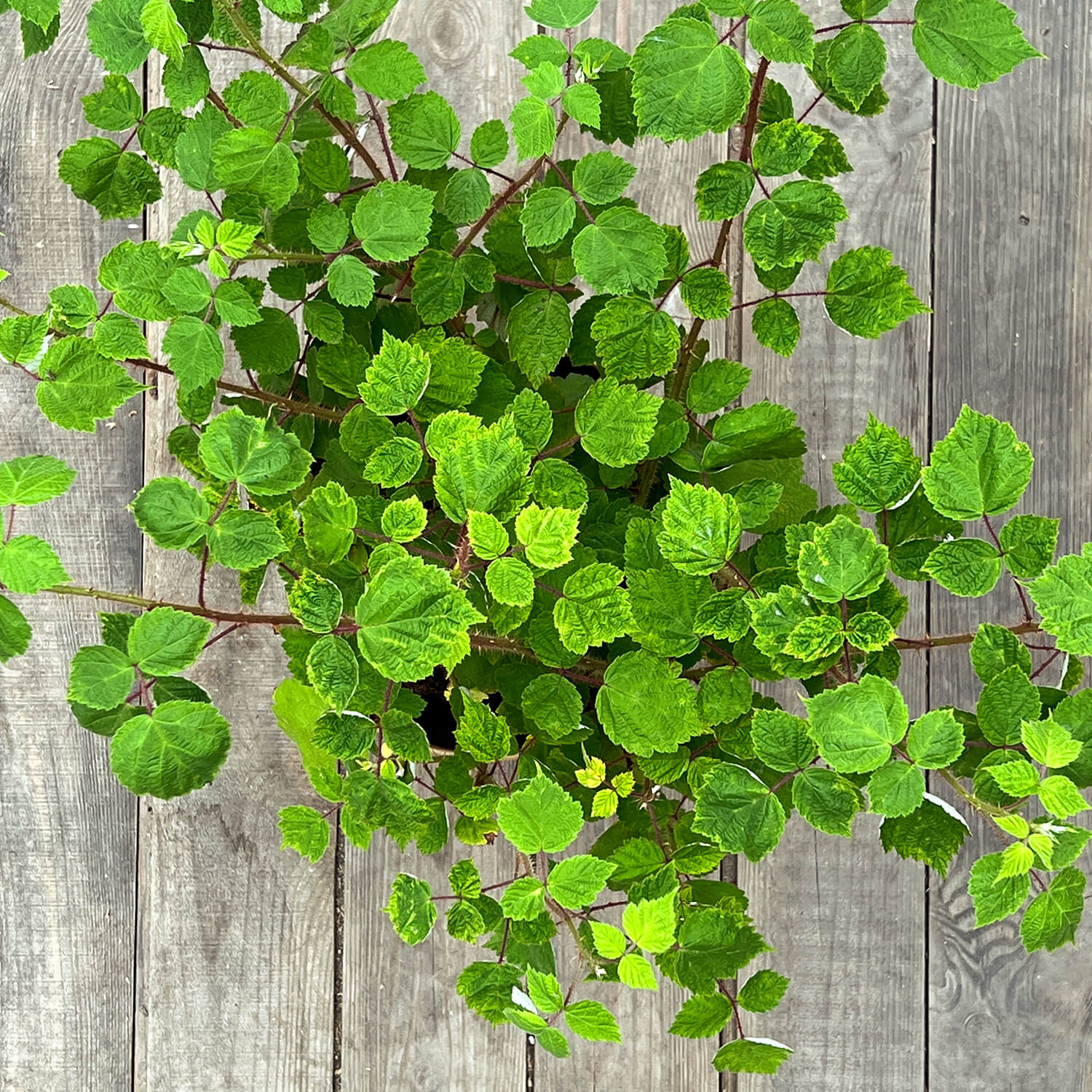 Weinbeere "Wanja" (Bio)