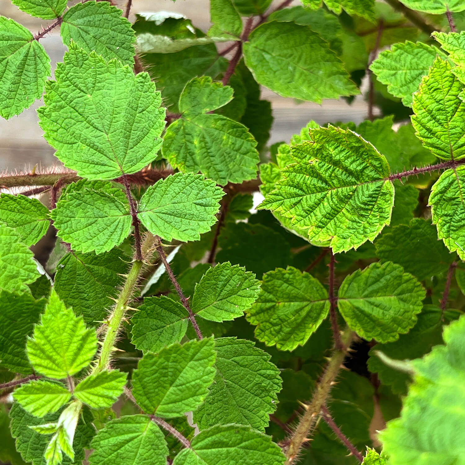 Weinbeere "Wanja" (Bio)