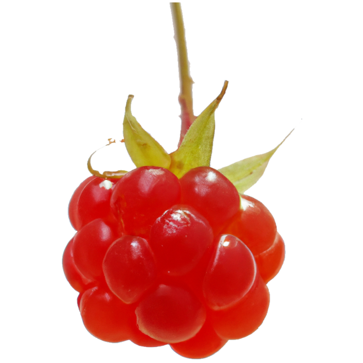 Weinbeere "Wanja" (Bio)