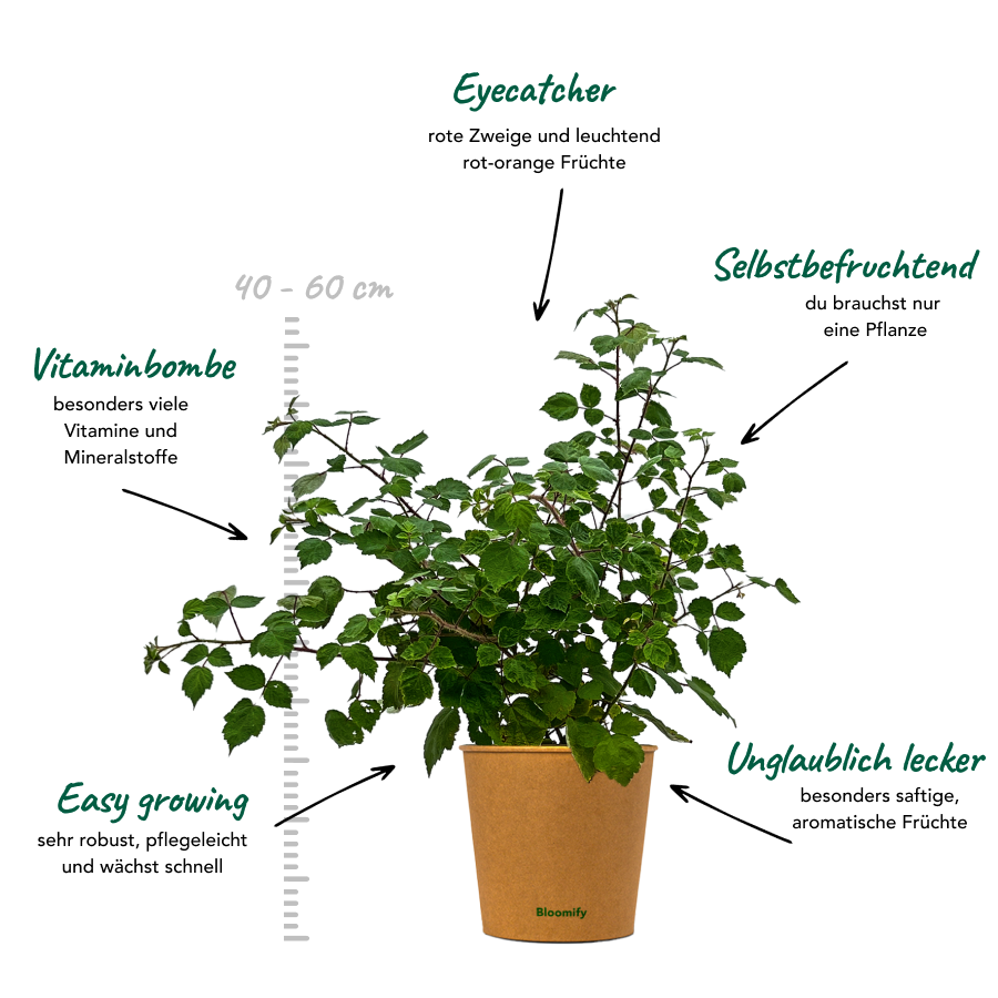 Weinbeere "Wanja" (Bio)