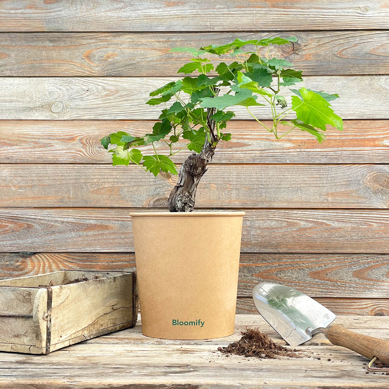 (B-Qualität) Weinrebe "Wilma"