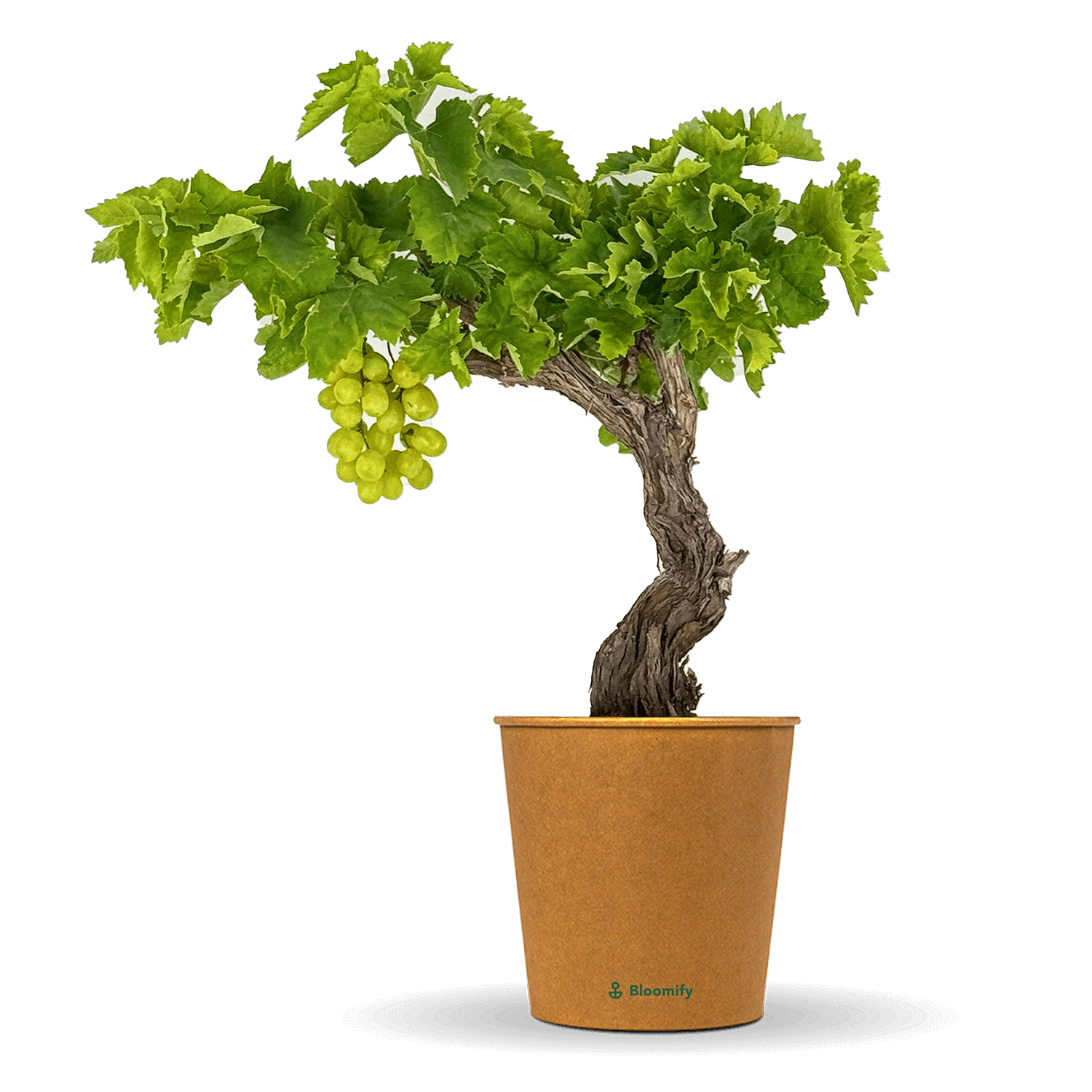 Weinrebe grün 