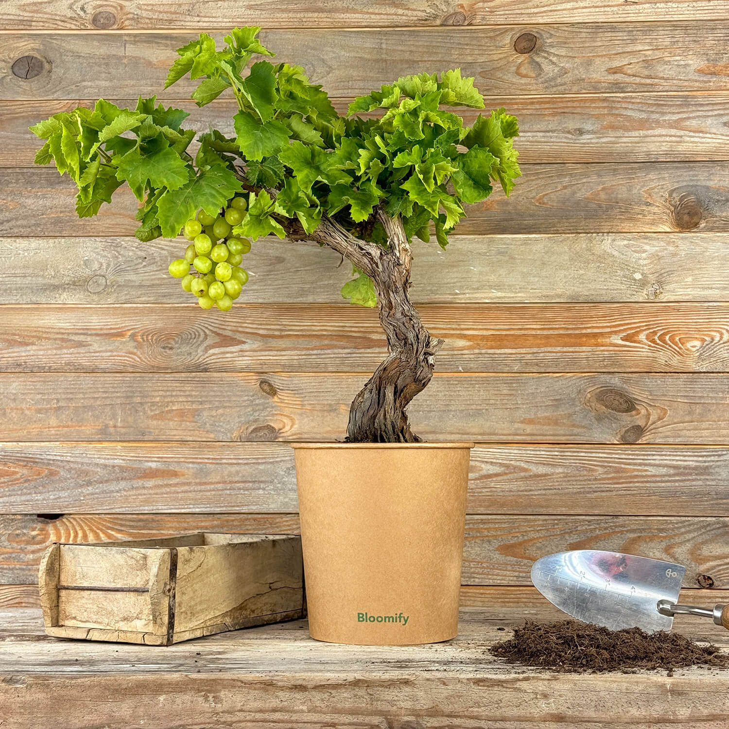 Weinrebe grün "Wilma"