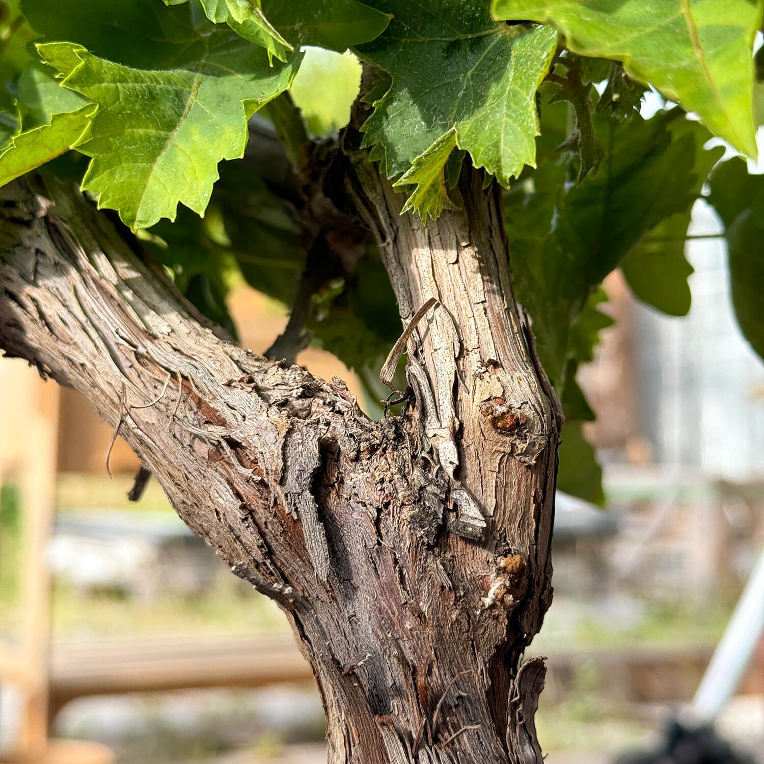 Weinrebe grün "Wilma"