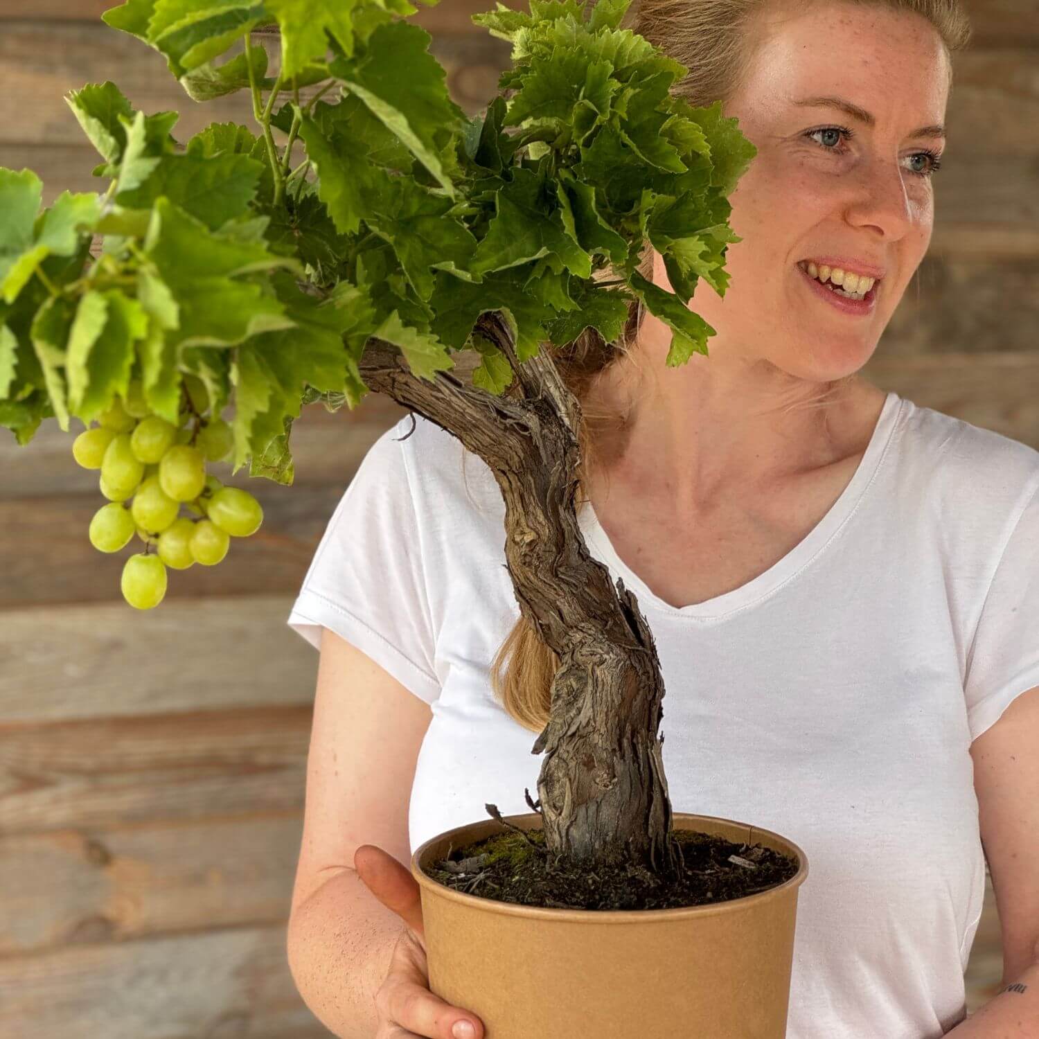 Weinrebe grün "Wilma"