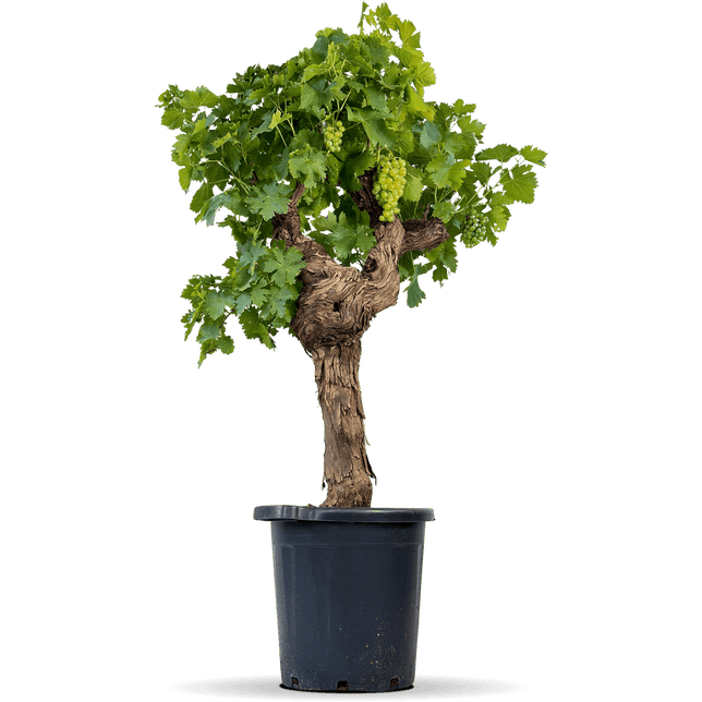 Weinrebe XXL "Wilma"