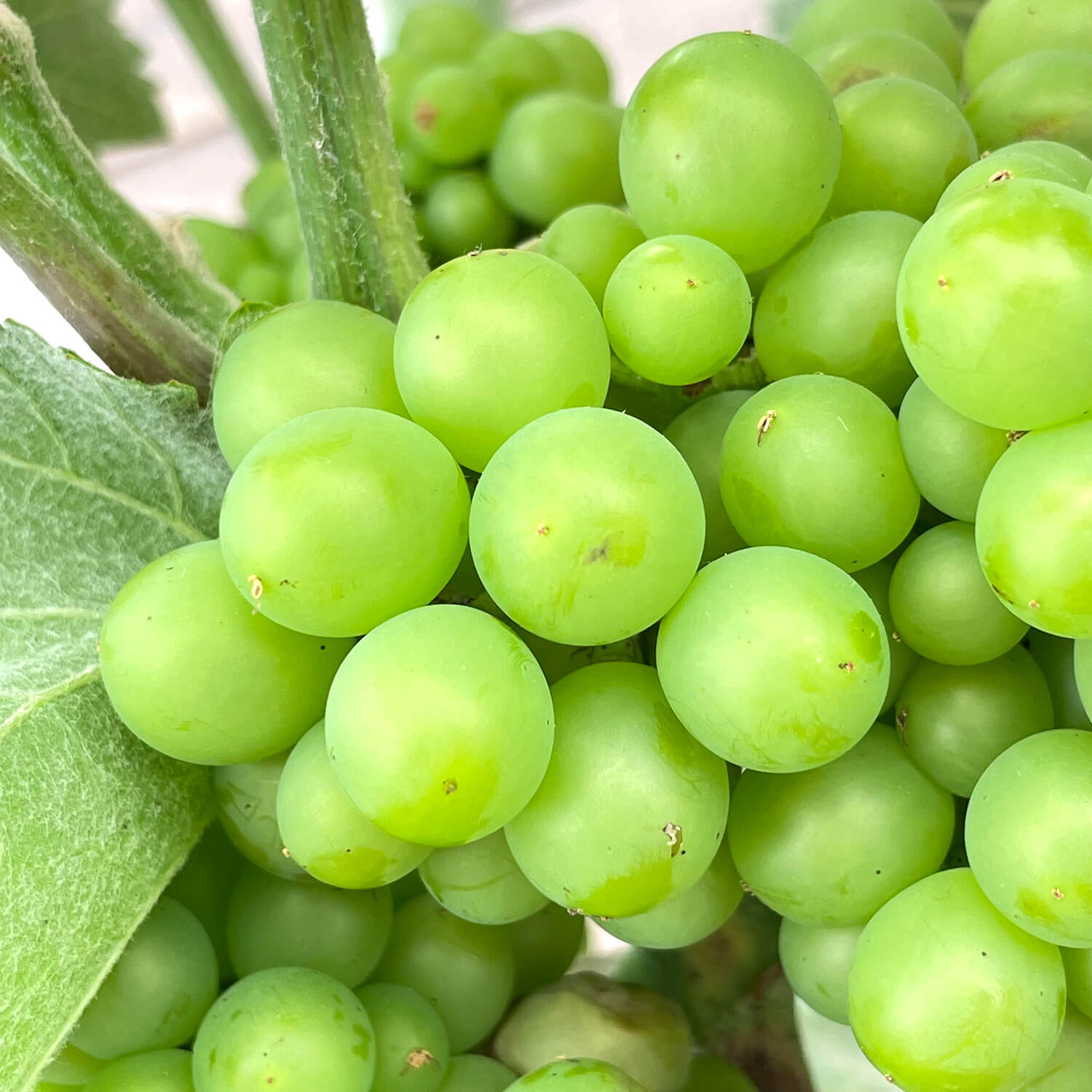 Weintraube Stamm blau "Willy"