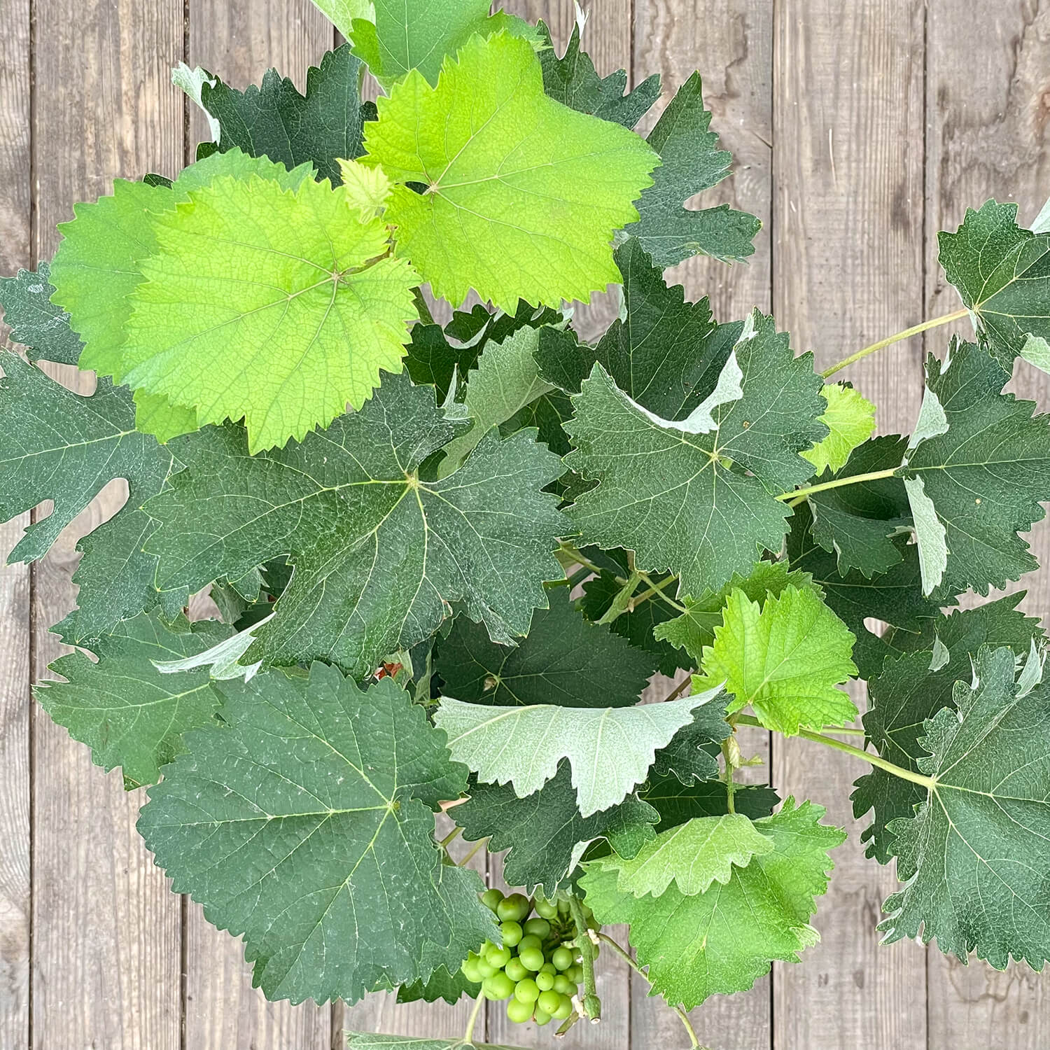 Weintraube Stamm blau "Willy"