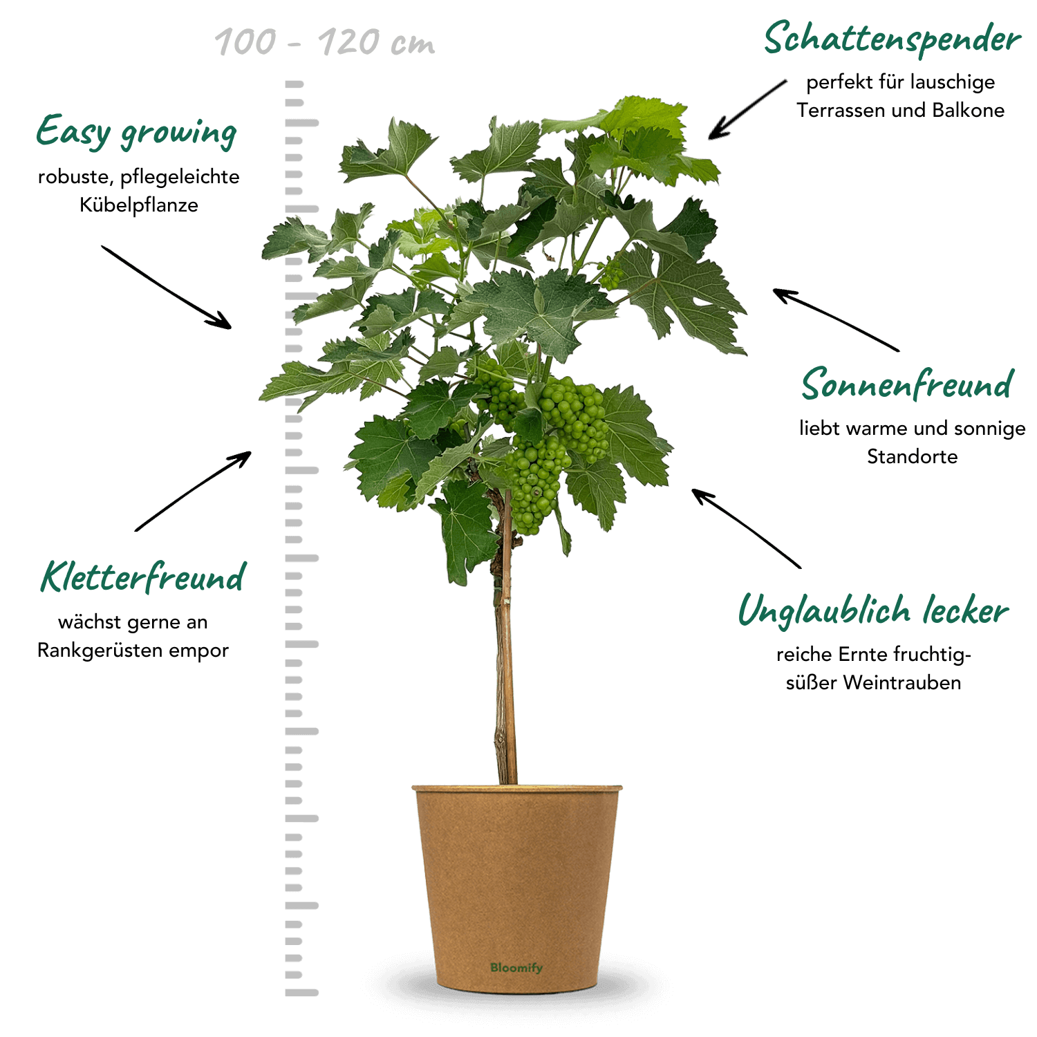 Weintraube Stamm blau "Willy"