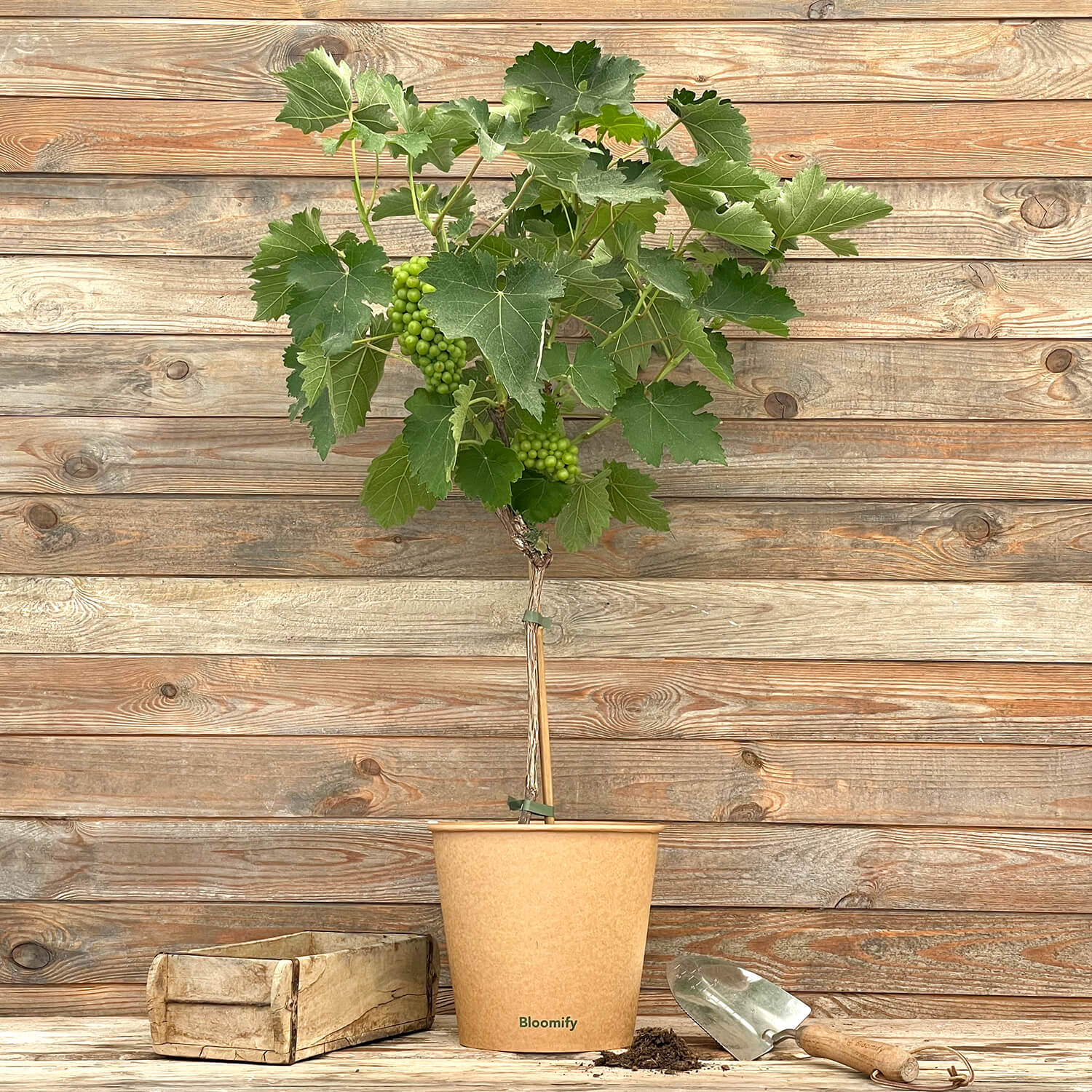 Weintraube Stamm grün "Waltraut"