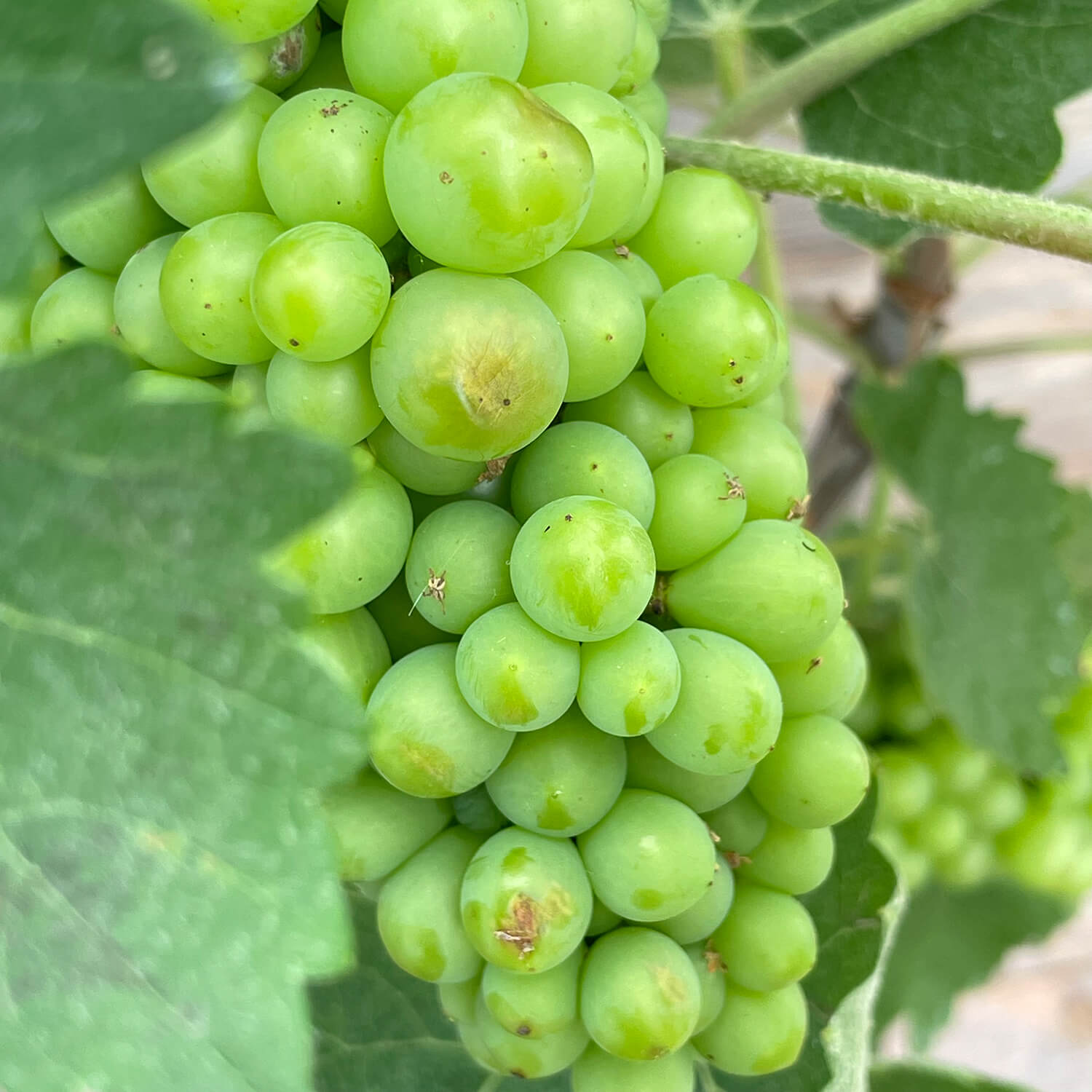 Weintraube Stamm grün "Waltraut"