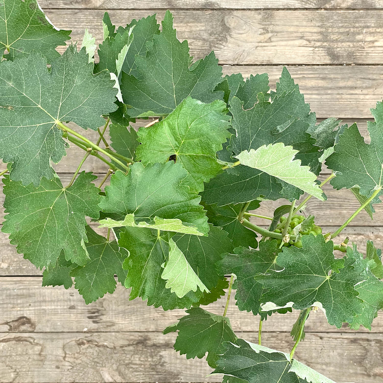 Weintraube Stamm grün "Waltraut"