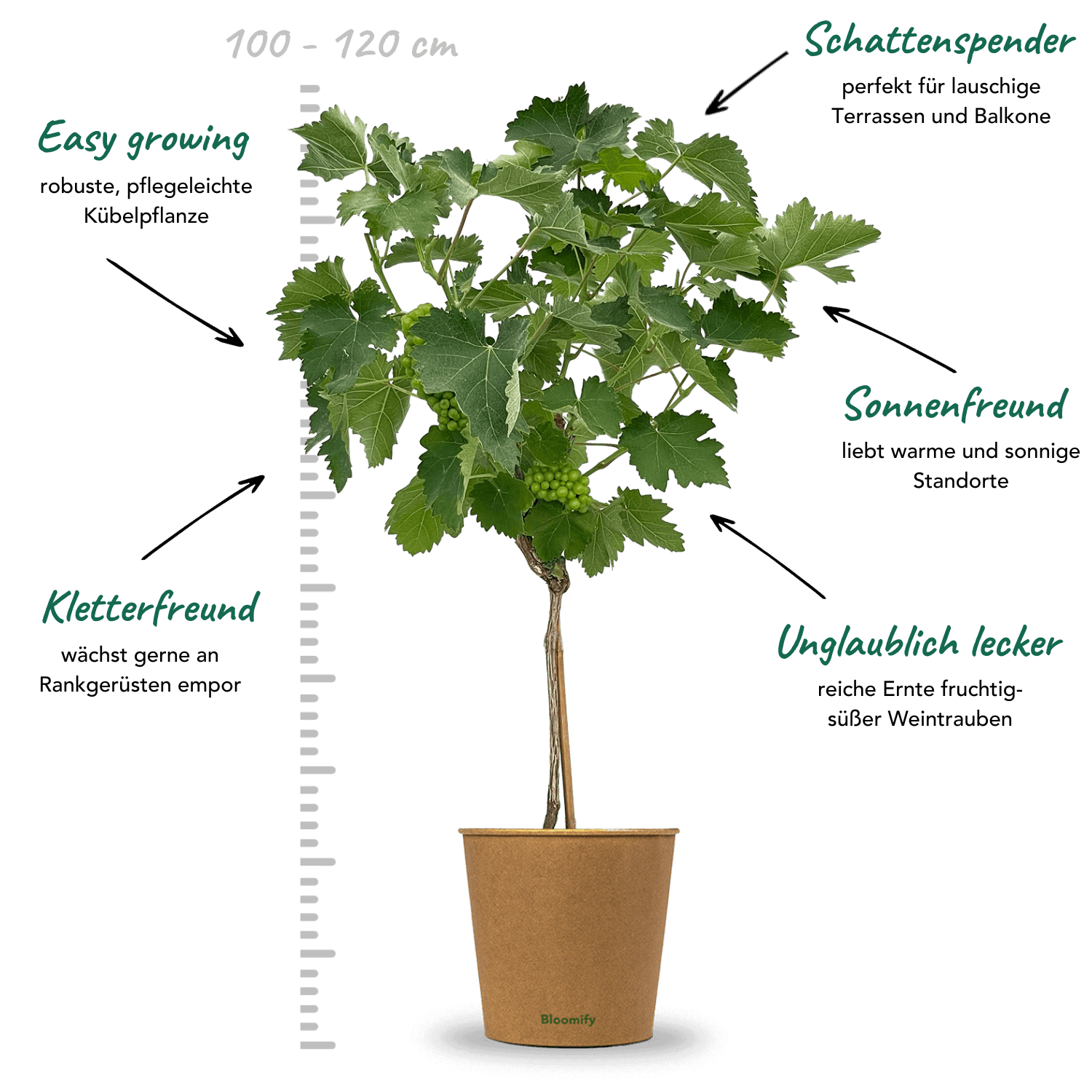 Weintraube Stamm grün "Waltraut"