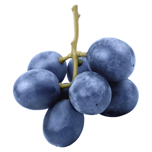 Weintraube Stamm blau "Willy"