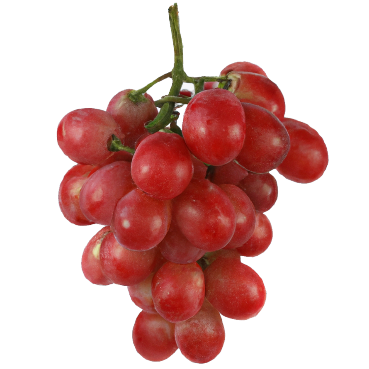 Weinrebe rot "Walter"