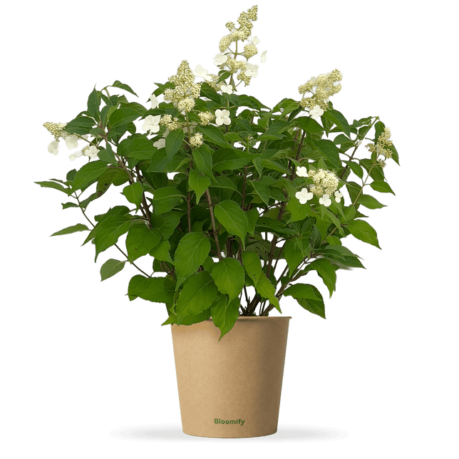 Wildgarten-Hortensie "Henriette"